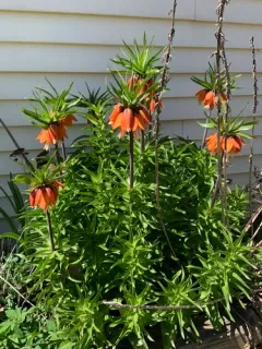 Crown imperial thumbnail 3