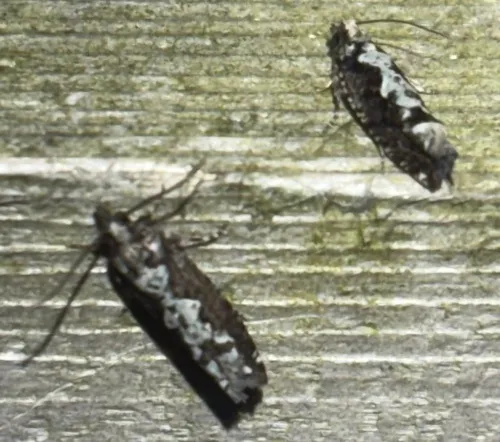 Filigreed Moth