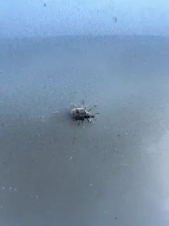 Azolla Weevil thumbnail 3