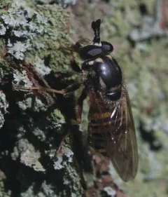 Western Yellowjacket Fly thumbnail 4