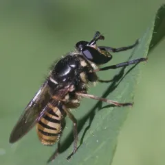 Patton's Yellowjacket Fly thumbnail 4
