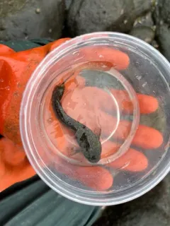 Ribbon Snailfish thumbnail 4