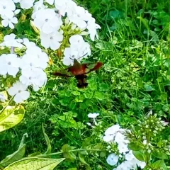 Hummingbird Clearwing thumbnail 1
