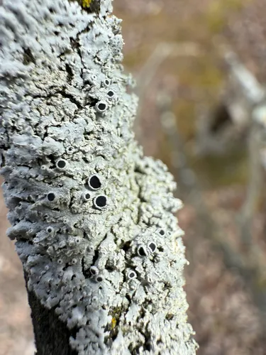 Exuberant Rosette Lichen