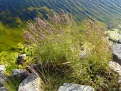 Scandinavian Small-reed thumbnail 4