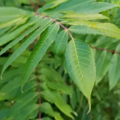 smooth sumac thumbnail 4