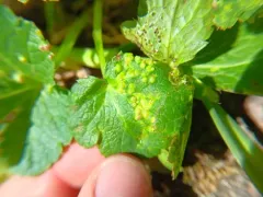Physoderma pluriannulatum thumbnail 3