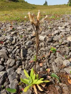 Arctic Primrose thumbnail 4