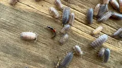 Neohypnus lecontei thumbnail 2