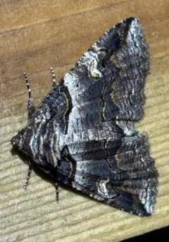 Bold-based Zale Moth thumbnail 2