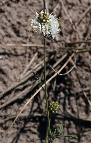 Roundhead Prairie Clover