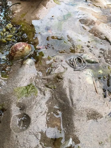 Blow Lugworm