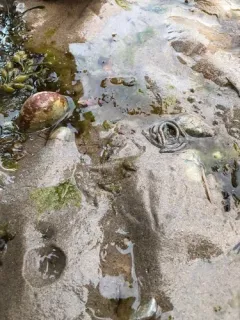 Blow Lugworm thumbnail 1