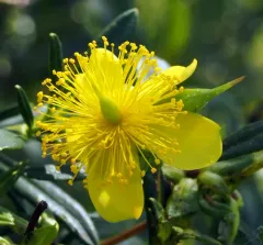 shrubby St. John's-wort thumbnail 4