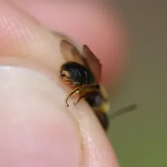 Rugose Mining Bee thumbnail 4