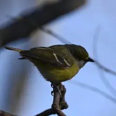 White-eyed Vireo thumbnail 1