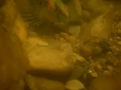 Orangethroat Darter thumbnail 2