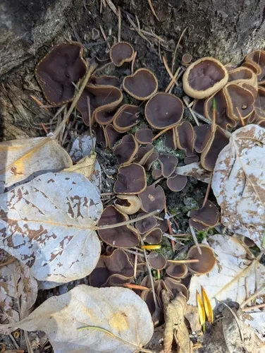 Plicaria endocarpoides