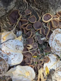 Plicaria endocarpoides thumbnail 1