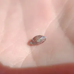 Mouse-eared Snail thumbnail 4