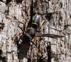 Parametric Paper Wasp thumbnail 3