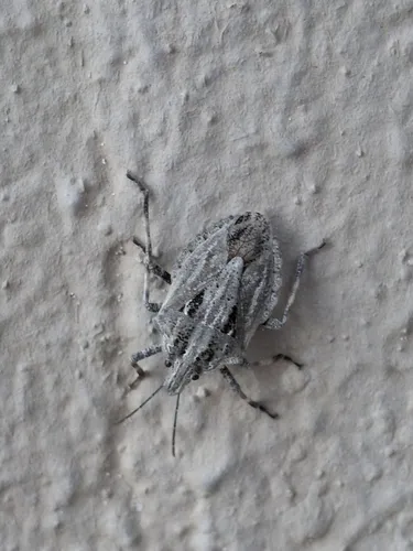 Brochymena lineata