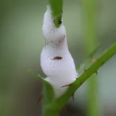 Entomobrya triangularis thumbnail 3