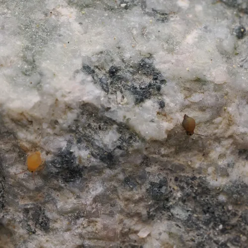 Garden Springtail