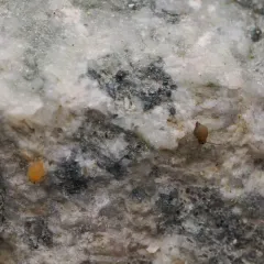 Garden Springtail thumbnail 1