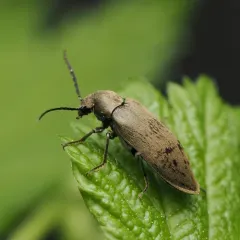Araeopidius monachus thumbnail 2
