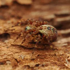 Dirksia cinctipes thumbnail 1