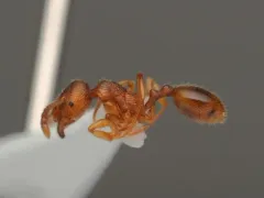 Stenamma diecki thumbnail 3