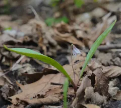 Minnesota dwarf trout lily thumbnail 2