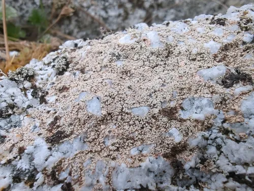 Coccotrema maritimum