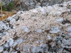 Coccotrema maritimum thumbnail 1