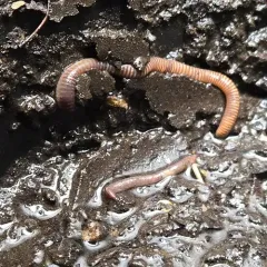 Redworm thumbnail 4