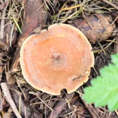 Elegant Polypore thumbnail 4
