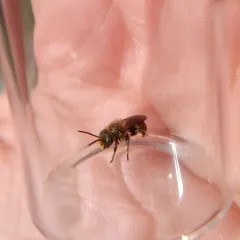Blue Mason Bee thumbnail 4