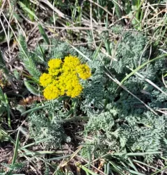 Carrotleaf Desert-parsley thumbnail 4