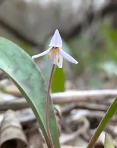 Minnesota dwarf trout lily thumbnail 3
