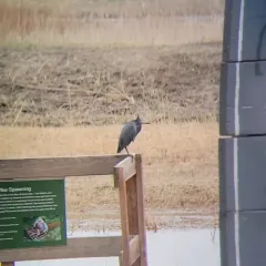 Little Blue Heron thumbnail 3