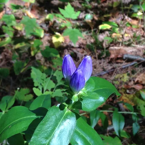 bottle gentian