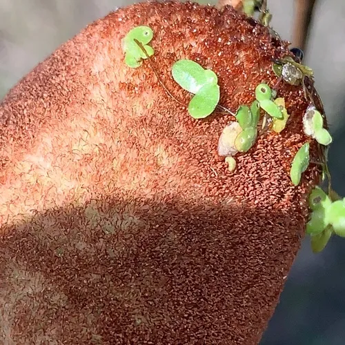 turion duckweed