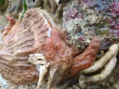 Wrinkled Tunicate thumbnail 3