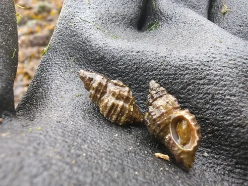 Sculptured Rocksnail