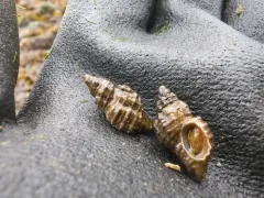 Sculptured Rocksnail thumbnail 1