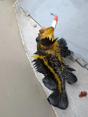 China Rockfish