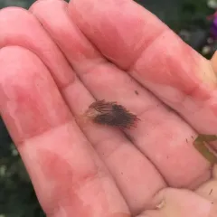 Horned Nudibranch thumbnail 2