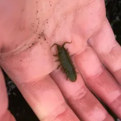 Rockweed isopod thumbnail 2