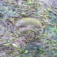Lewis's Moon Snail thumbnail 3